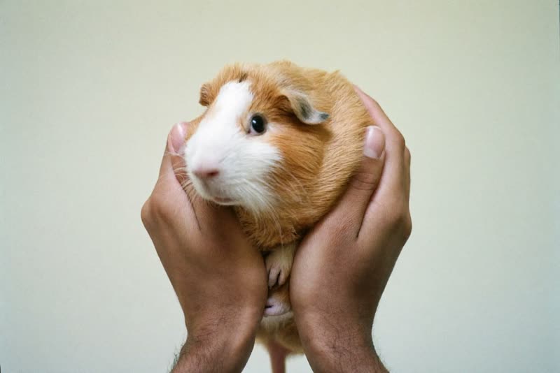 A guinea pig held gently in cupped hands