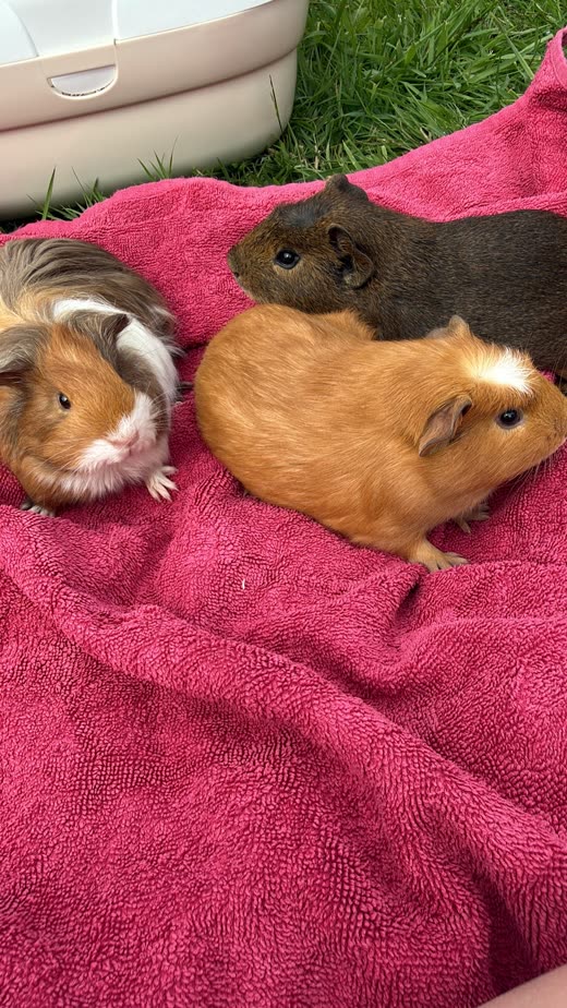 Three guinea pigs sitting together on a towel on the grass