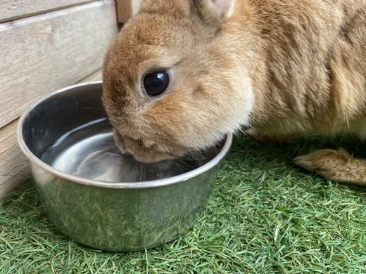 Sandy-brown rabbit drinking from a stainless steel bowl on the grass
